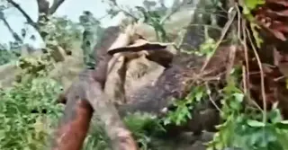 ময়মনসিংহে কালবৈশাখী ঝড়ে গাছ চাপায় দুইজনের মৃত্যু